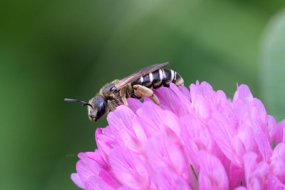 Halictus sp.